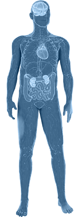 Fabry disease diagnosis in the human body. A body image